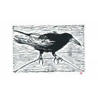 crow1